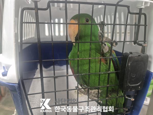 [기타축종] 뉴기니아앵무 서울-강남-2025-00052 유기동물 배경 이미지 입니다.